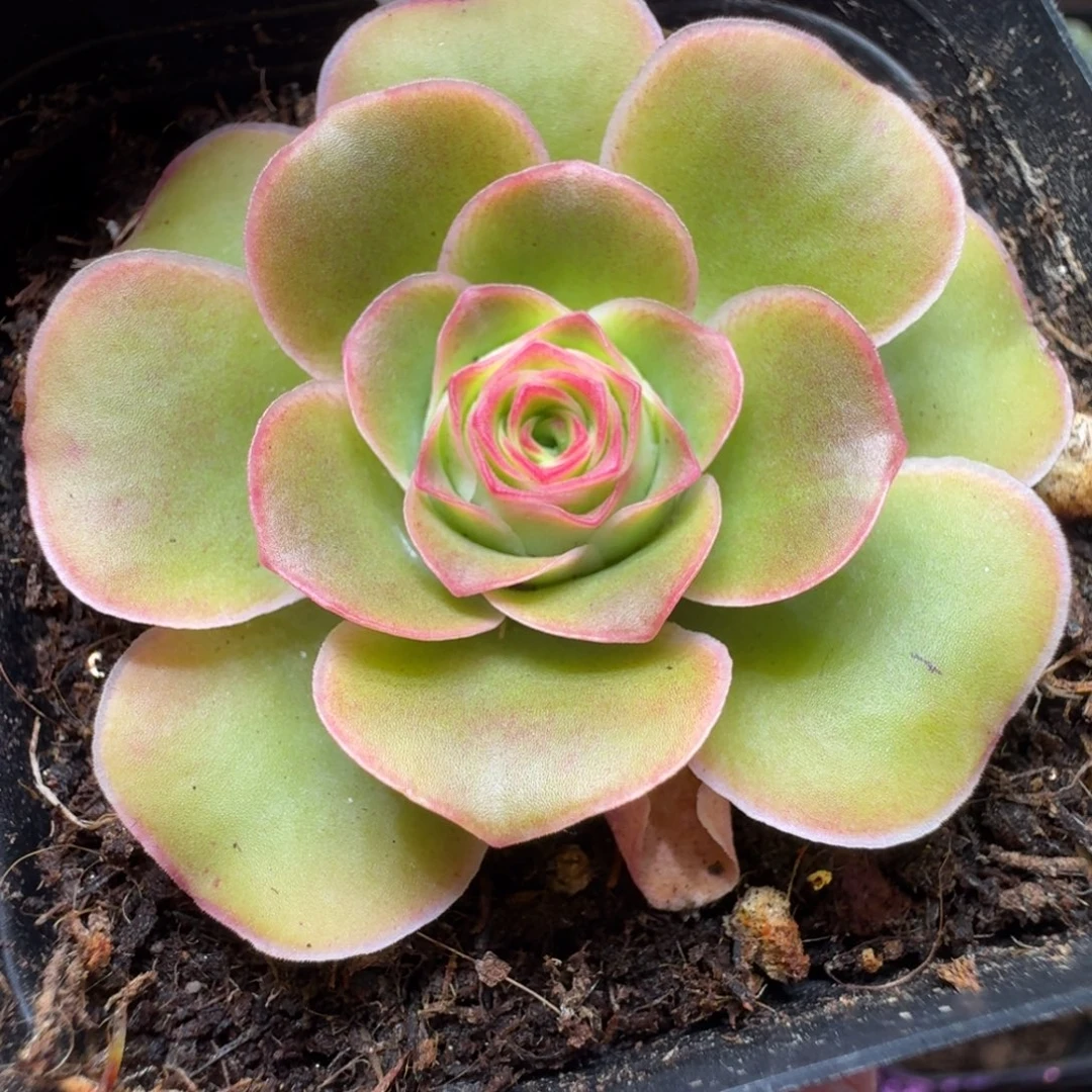楹楹-922-冠幅 4CM