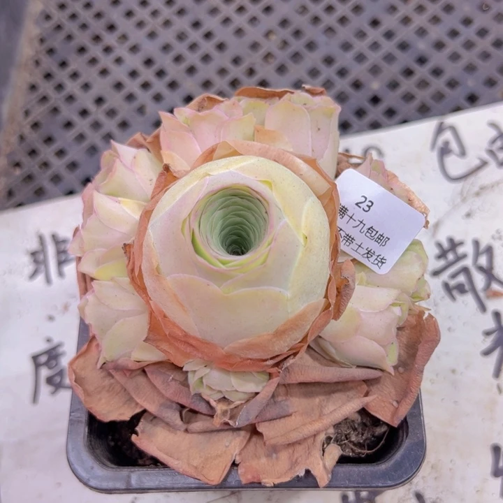 23 裸根不带土发货不包损