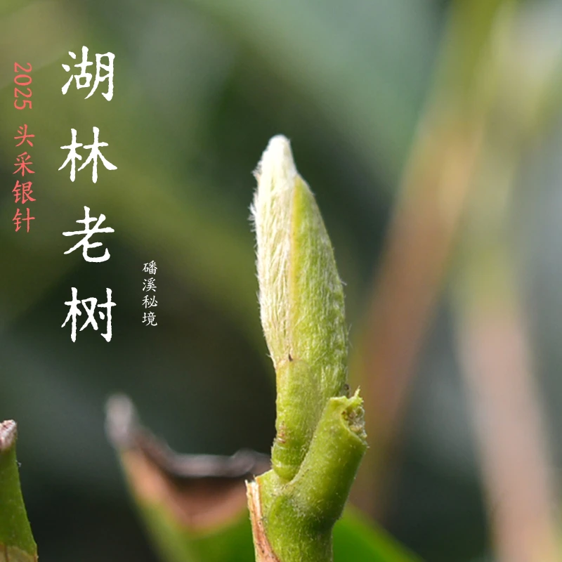 2025胡林老树头采银针磻溪高山茶白毫银针福鼎白茶散茶50g