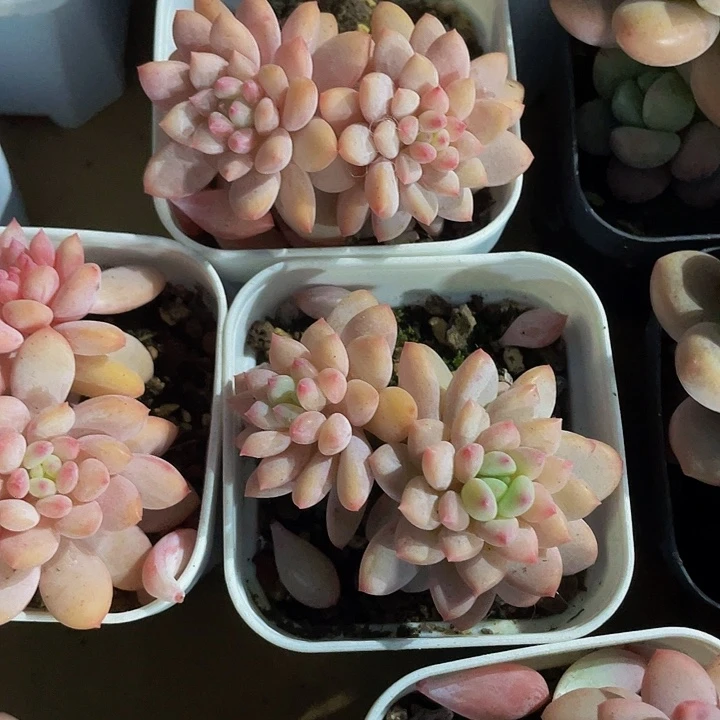 双头冰淇淋6.8带盆