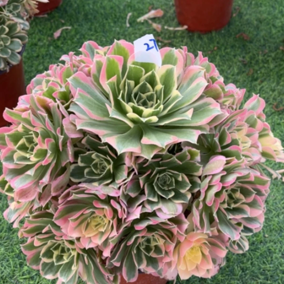 【闪购商品】27白凤多肉法师