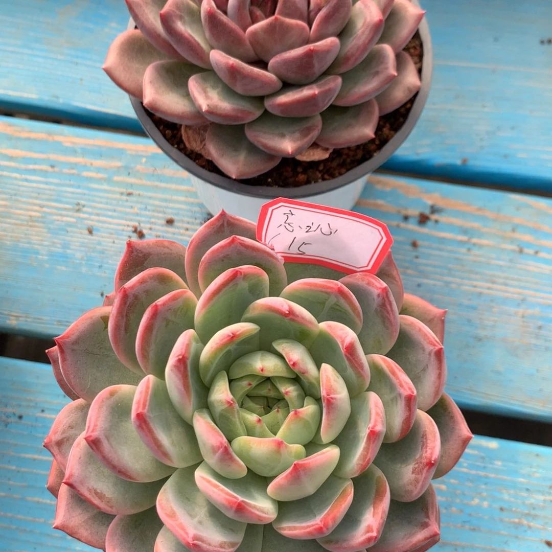 忘***訫杂交00000000000000