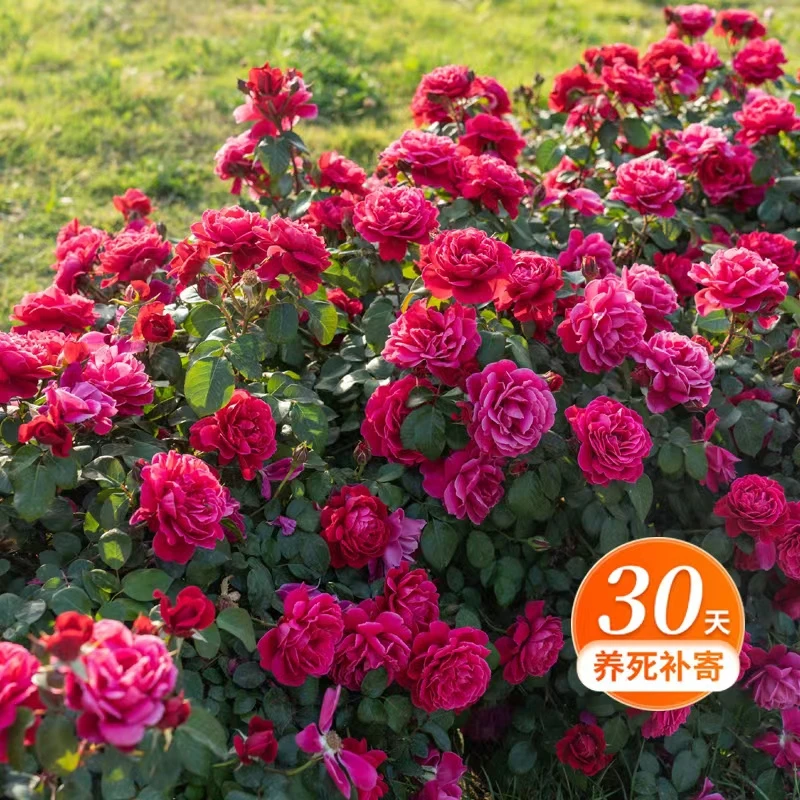 天狼月季 14周年红 自育月季大花灌木盆栽苗阳台花园易养护