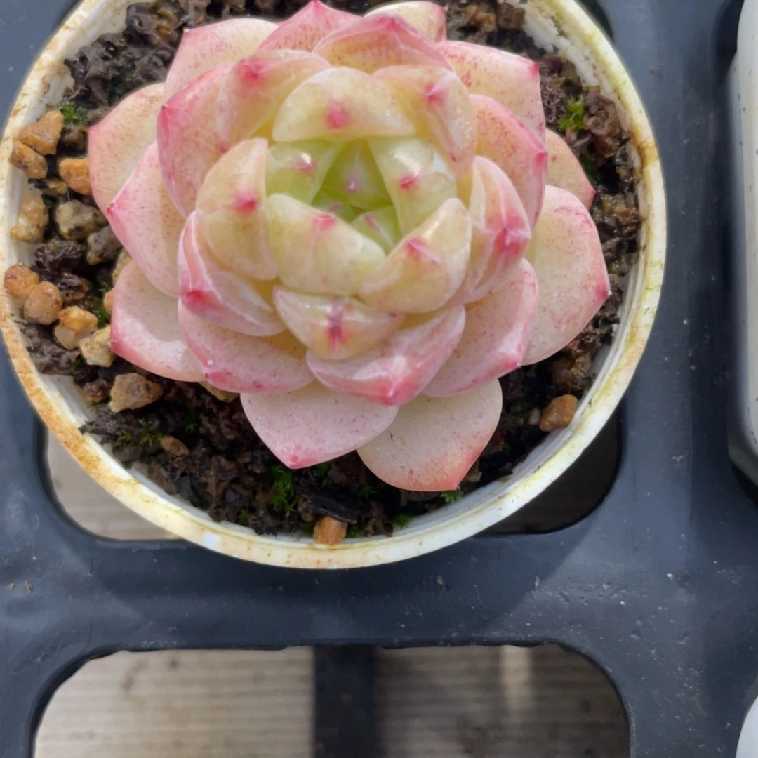 优选甜心福利1301