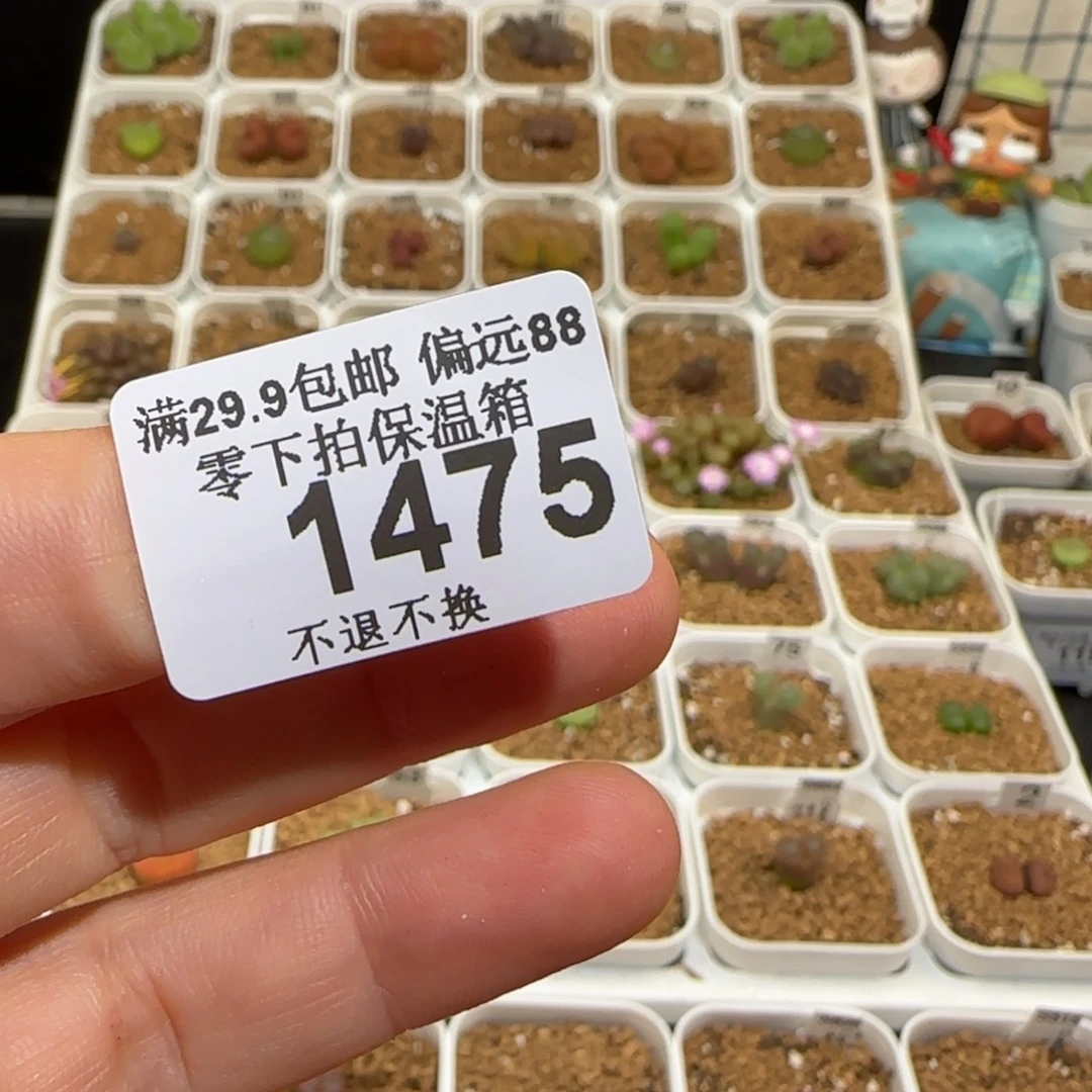 用***我肉锥多肉植物组合-1475