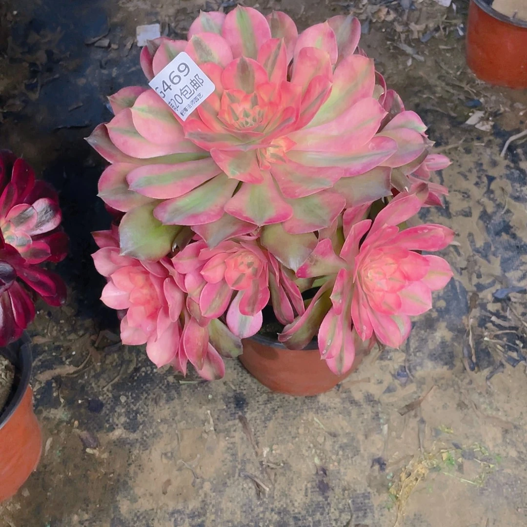 可****?469香妃多肉小损不包