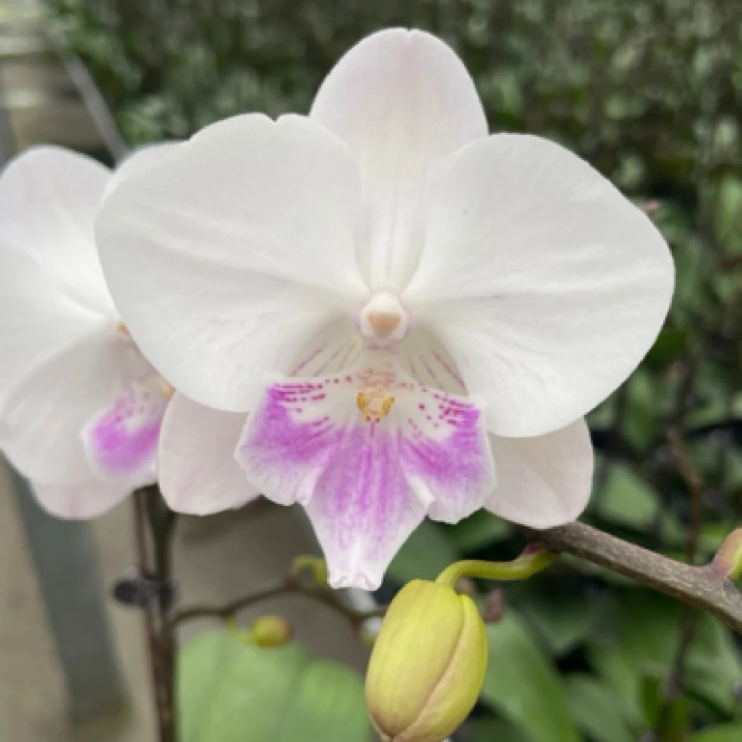 诗坊蝴蝶兰【梵音】安祖欧品 带花带苞发货 室内桌面花卉