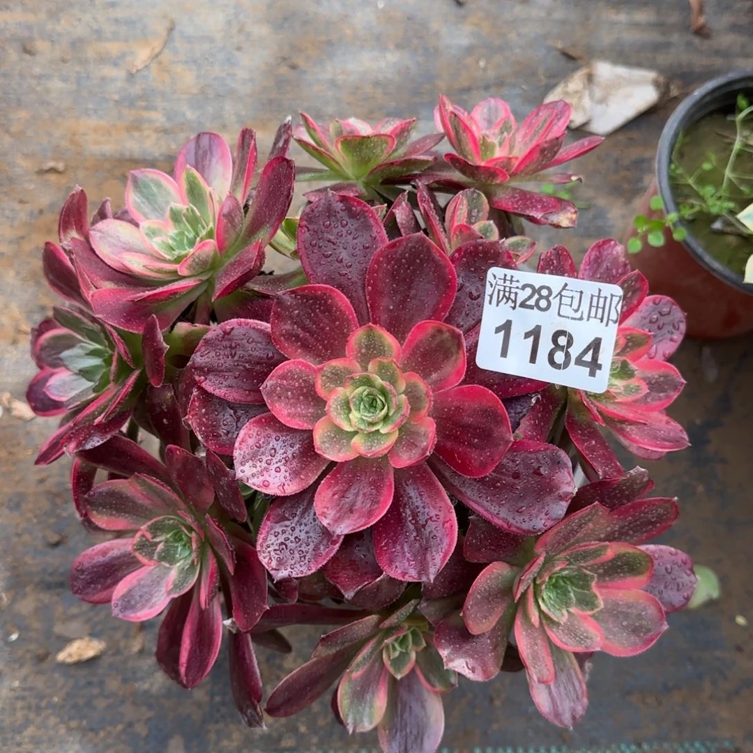 红豆多肉1184满28包邮断枝不包