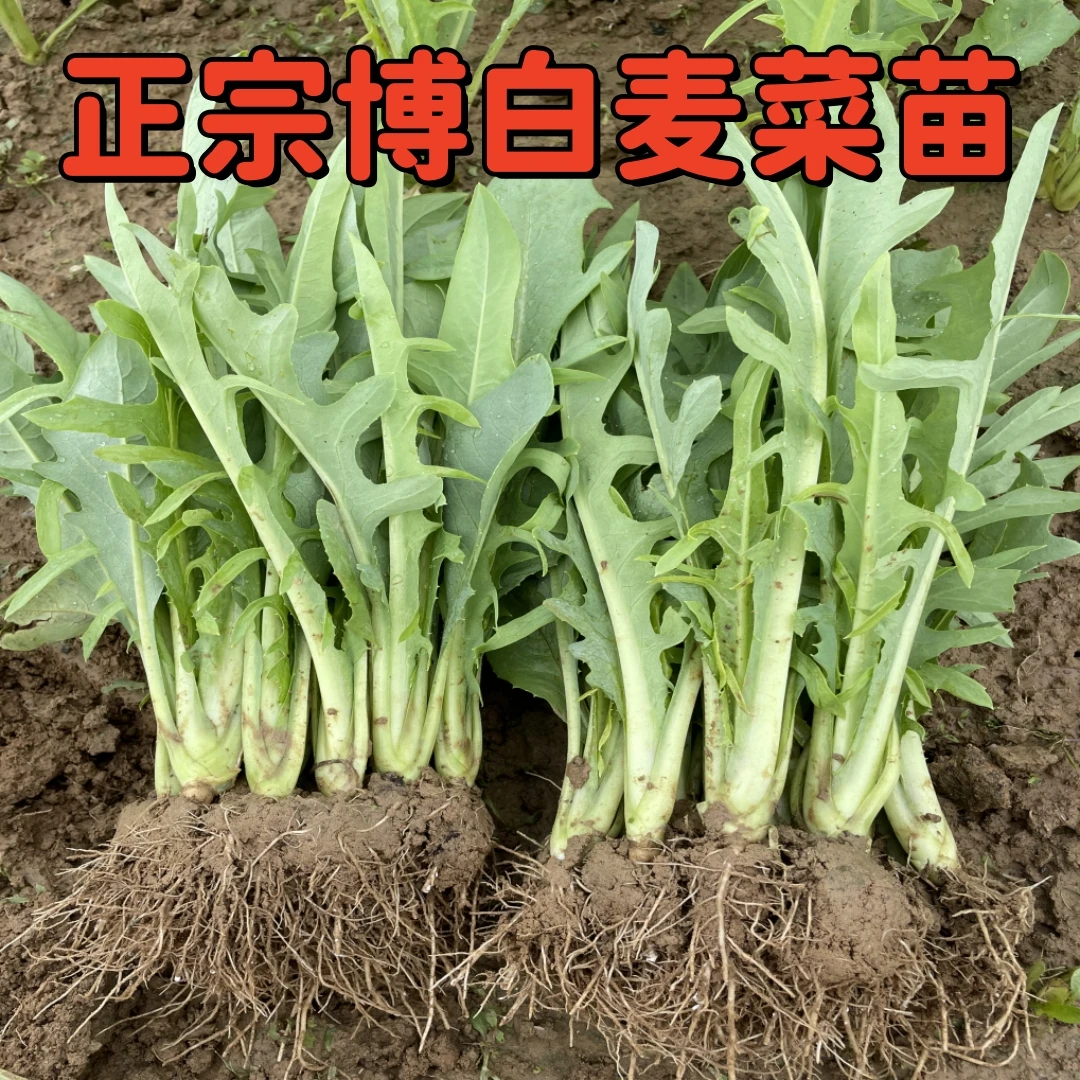广西博白甜麦菜苗带根带泥可栽种新鲜蔬菜秧春季适种
