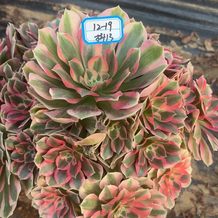 粉体女巫多肉粉的不包损13