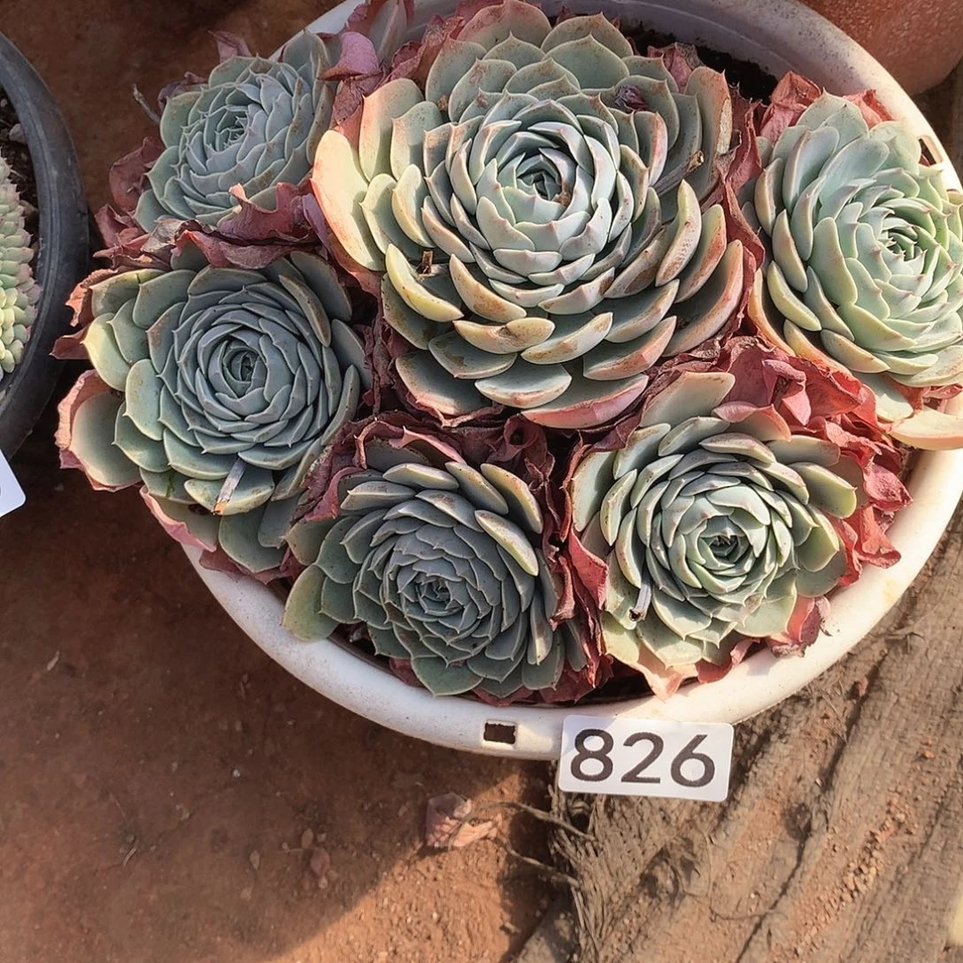 826天赐一物一拍多肉