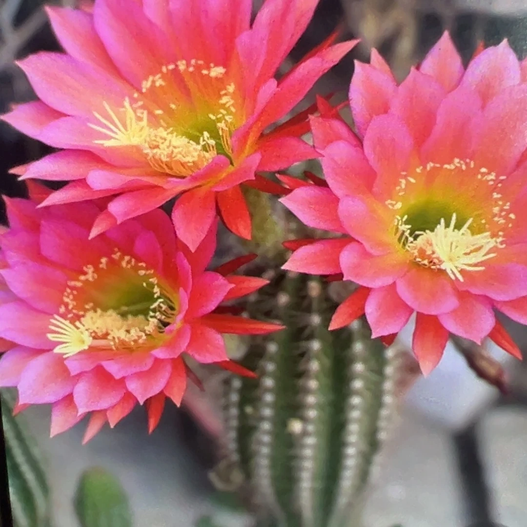 毛花柱 鲁五 侧芽 5-6厘米 满20包邮