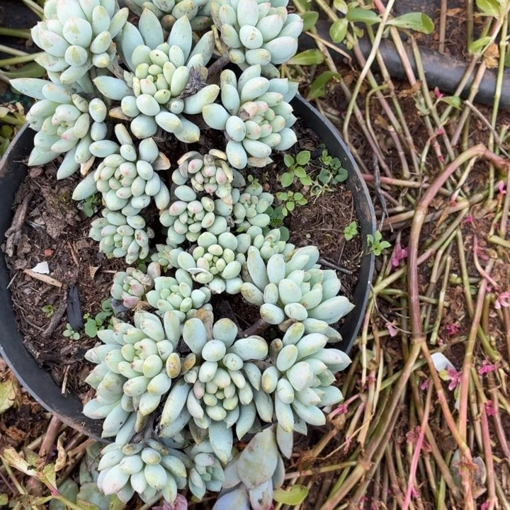 兜***米？多肉植物。。。。。。。。。。。。。