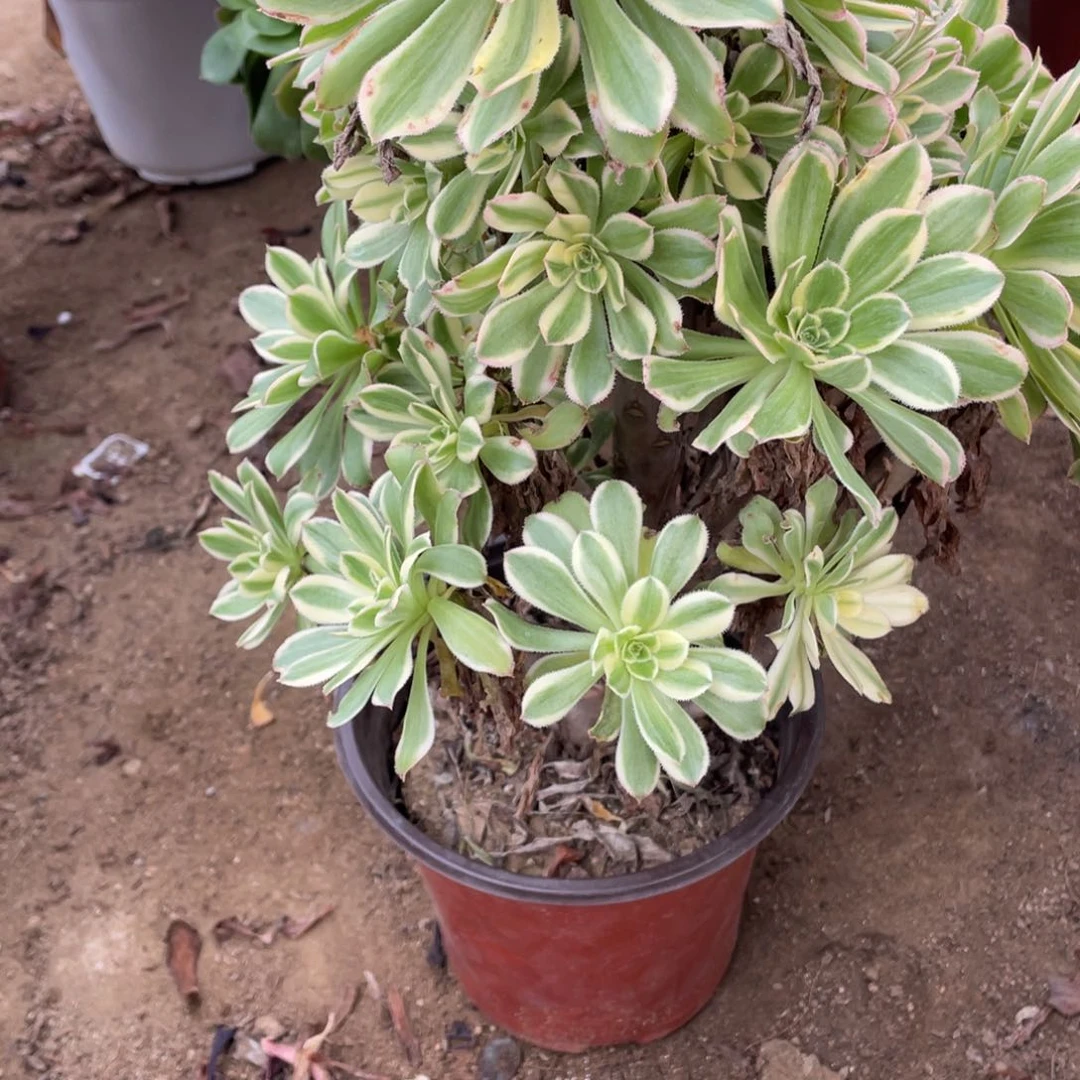 762炎日三多肉法师断枝不包