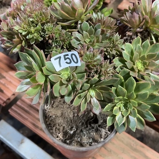 张***姐一颗多肉法师有瑕疵 750