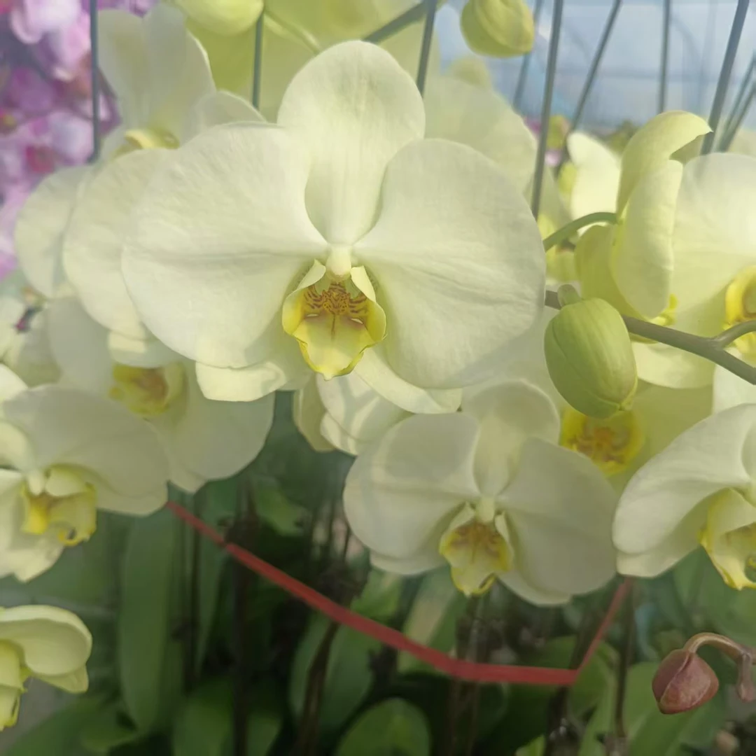 【达尔文】花不晚蝴蝶兰 花苞株 绿色大花  清新大气高端花卉