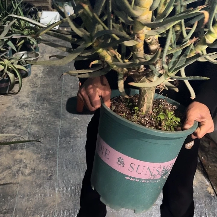 多枝芦荟 多肉植物