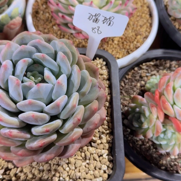 美慕花坊，一物一拍，