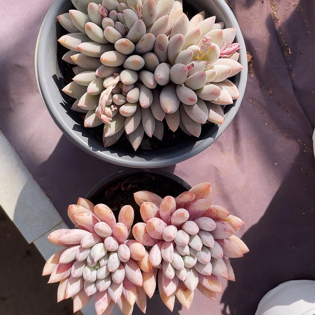 摘***河星河老弟多肉链接