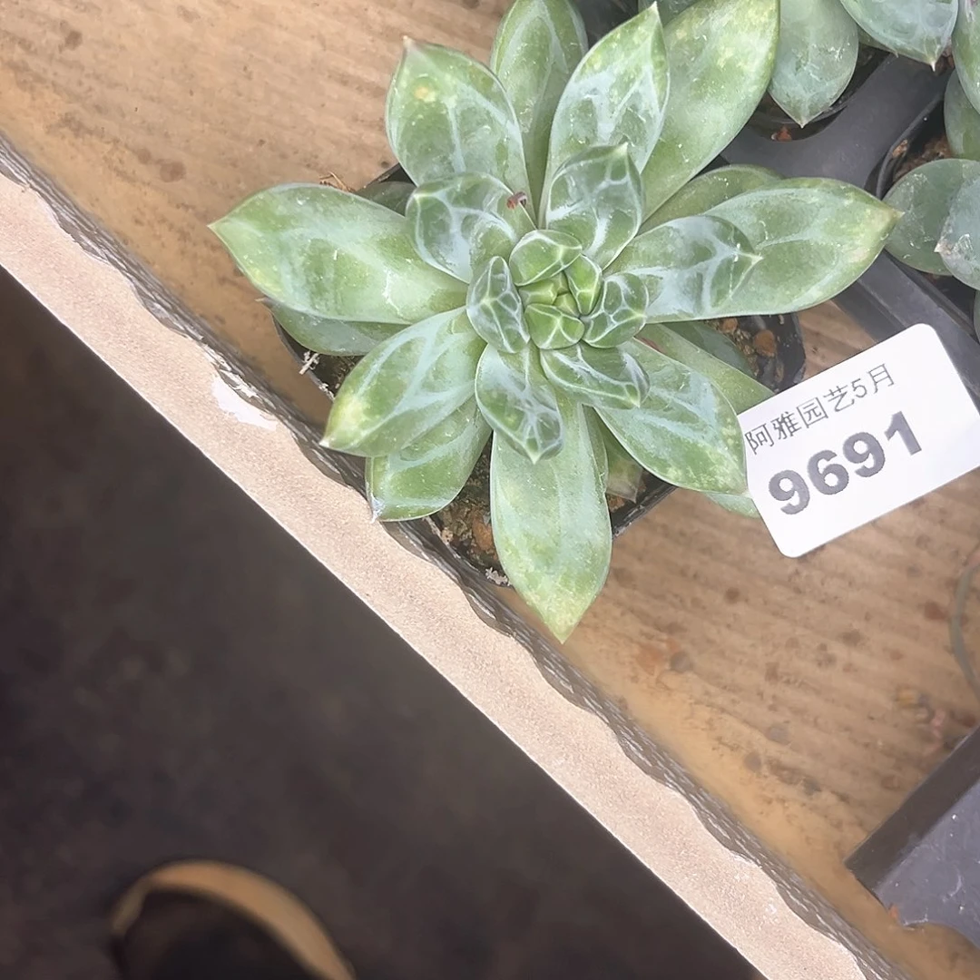 阿雅园艺。   9691