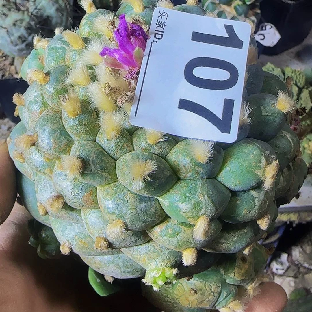 仙107仙人球开花