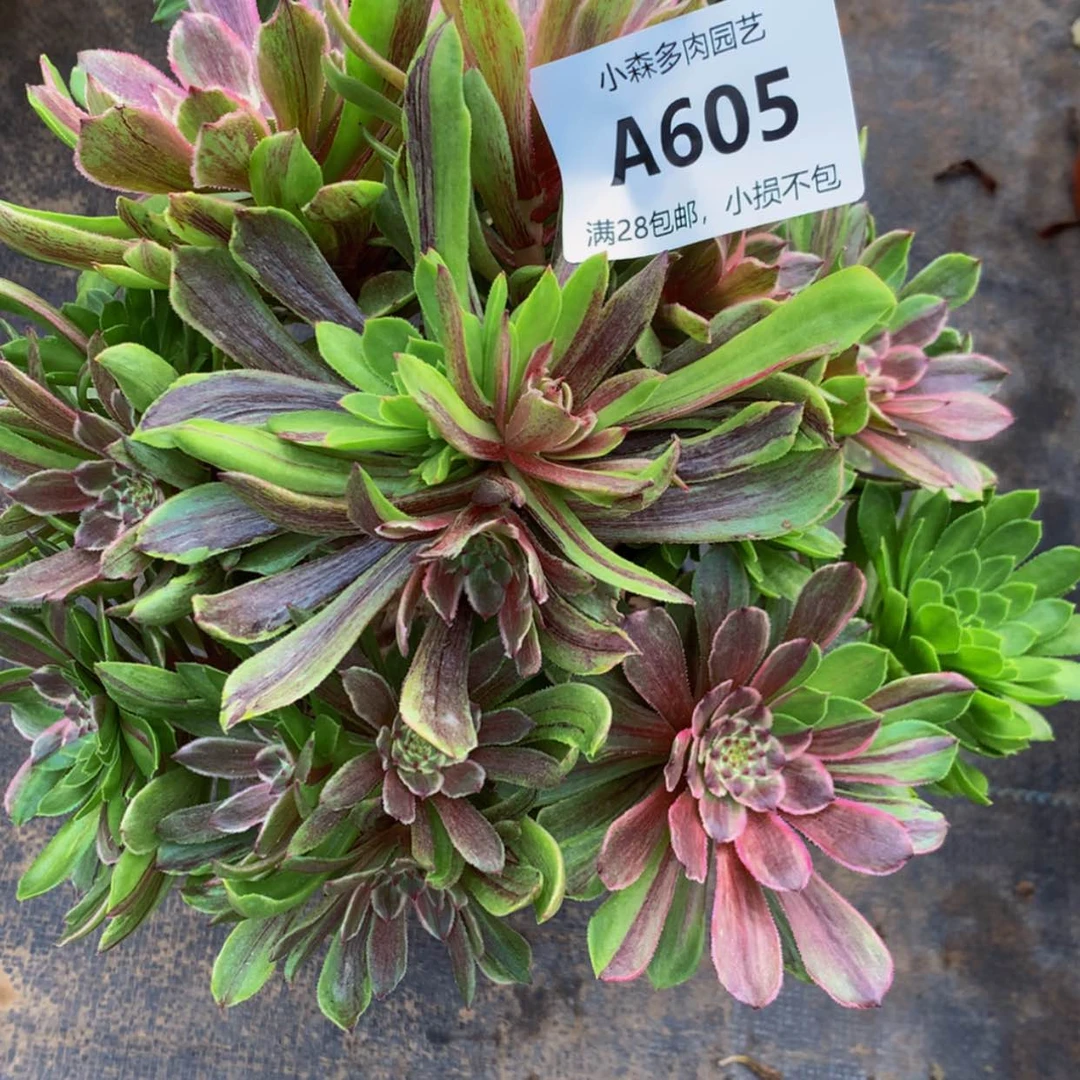 【闪购商品】冰*儿605花脸多肉