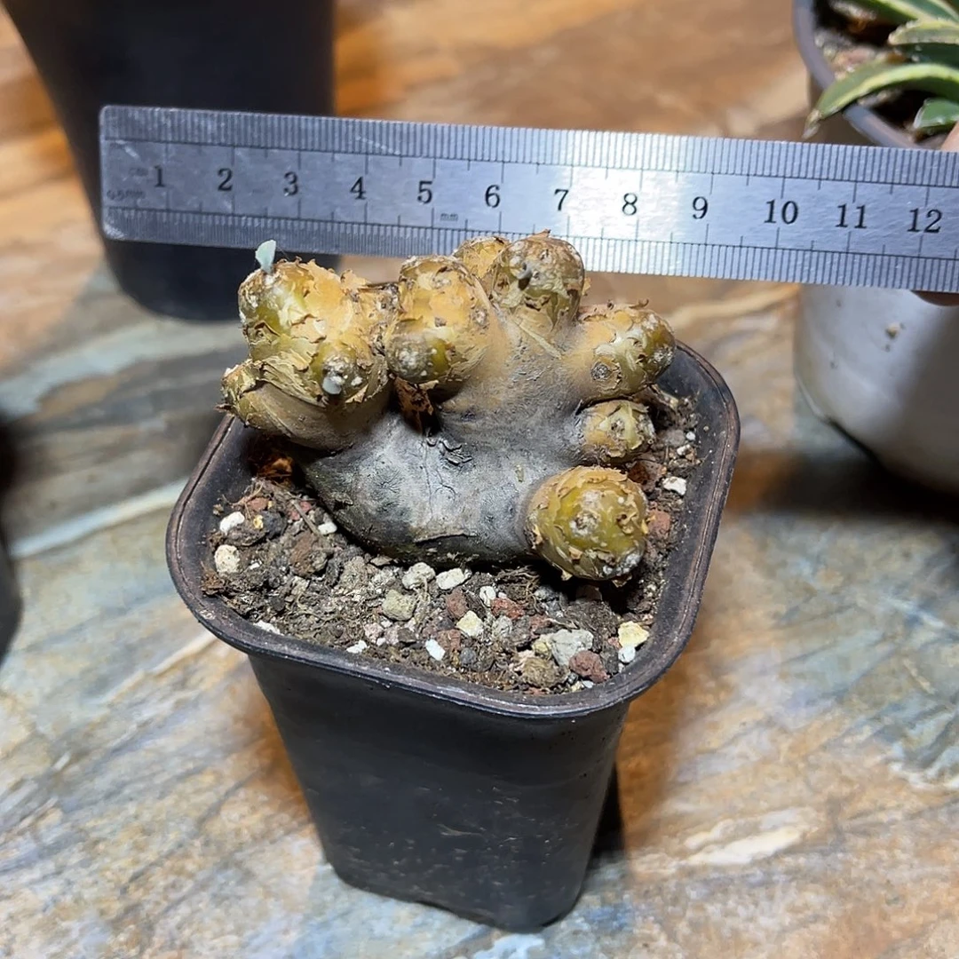 老家产地格加厚敦菊