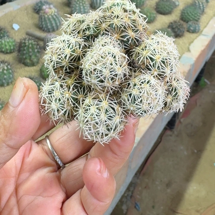 仙人球，紫王子群，有根