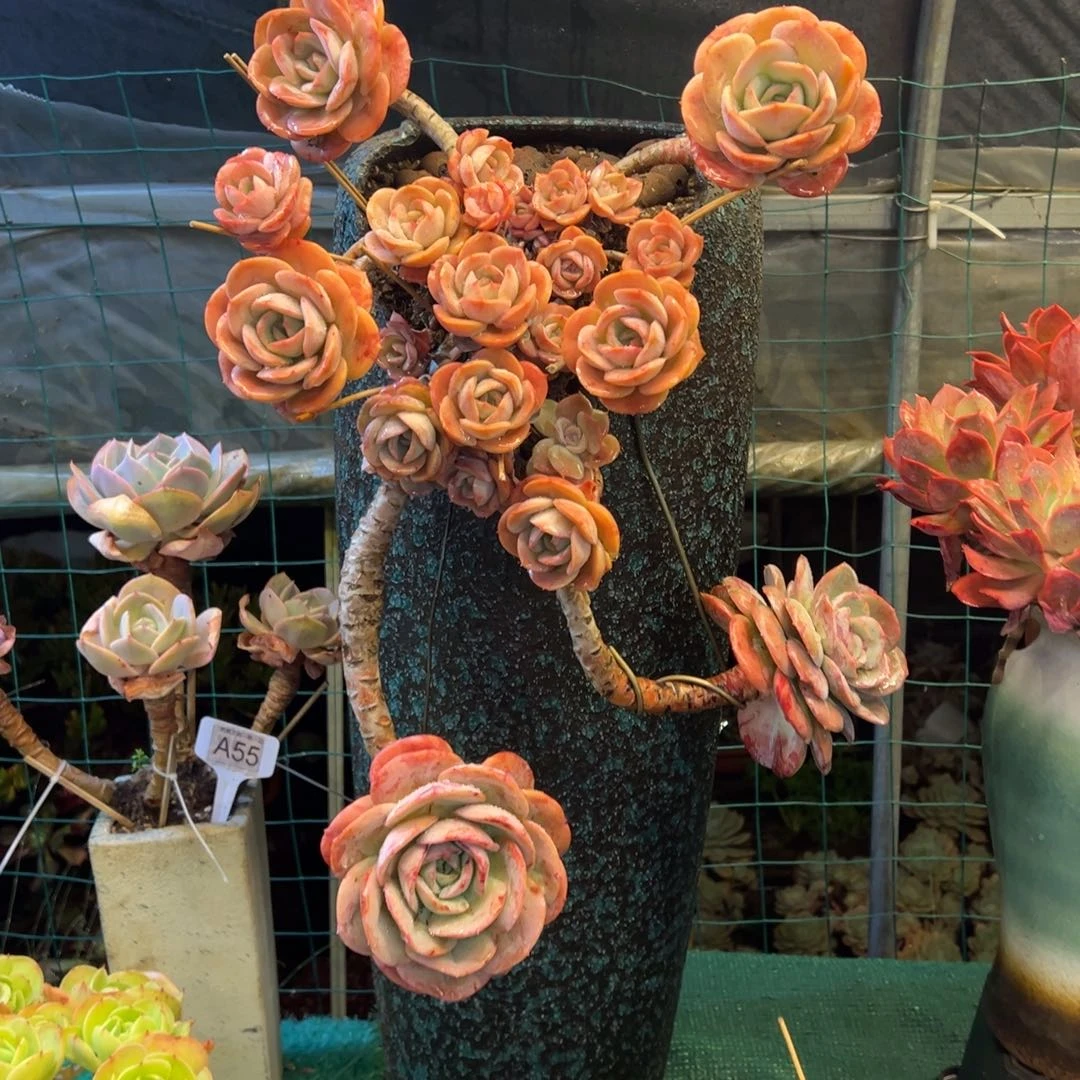 无花朵瑶池仙子带盆，物流费自理！