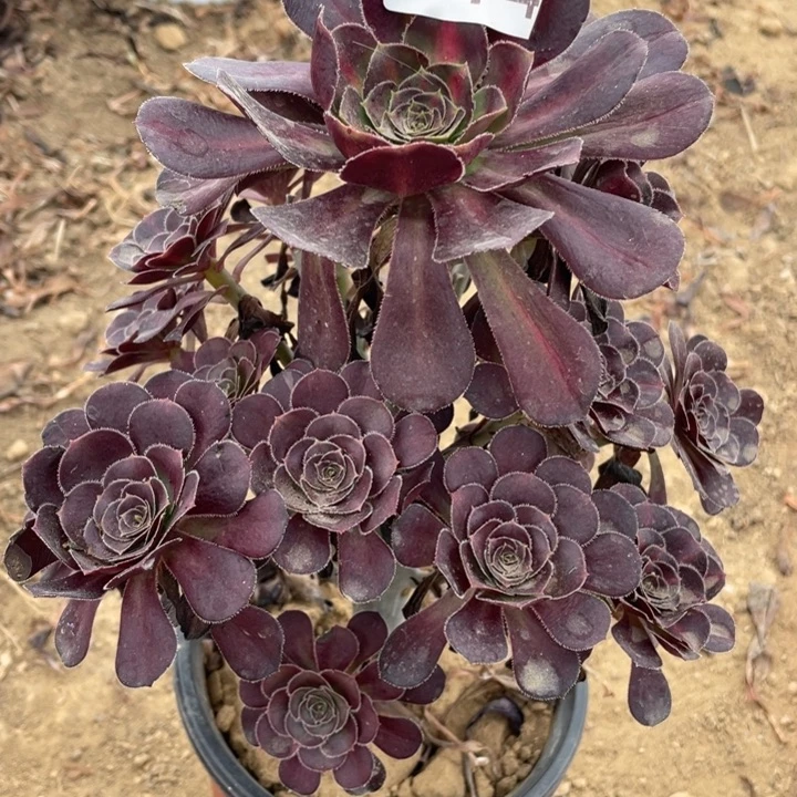 无花朵814多肉植物晚霞