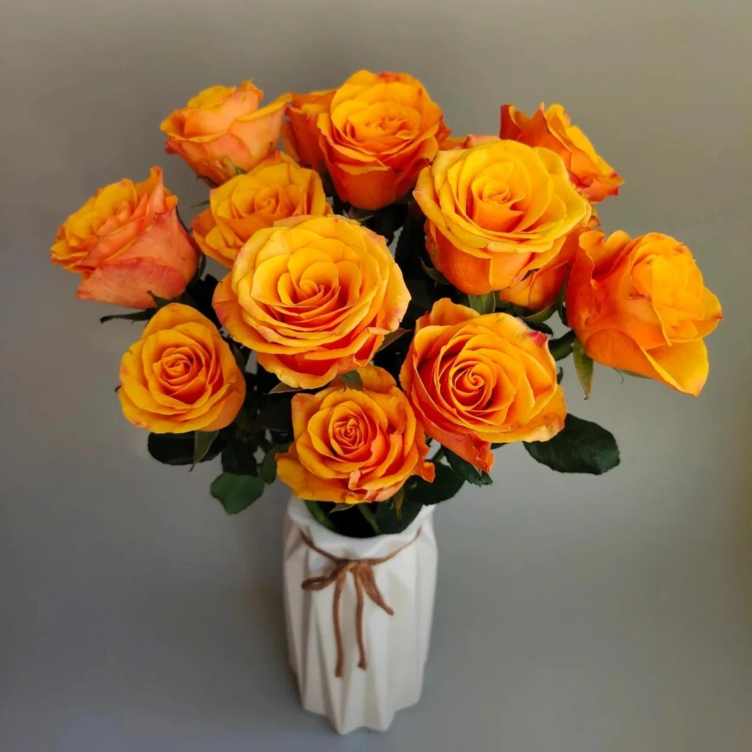 【辉煌玫瑰】  鲜花玫瑰 昆明基地直发