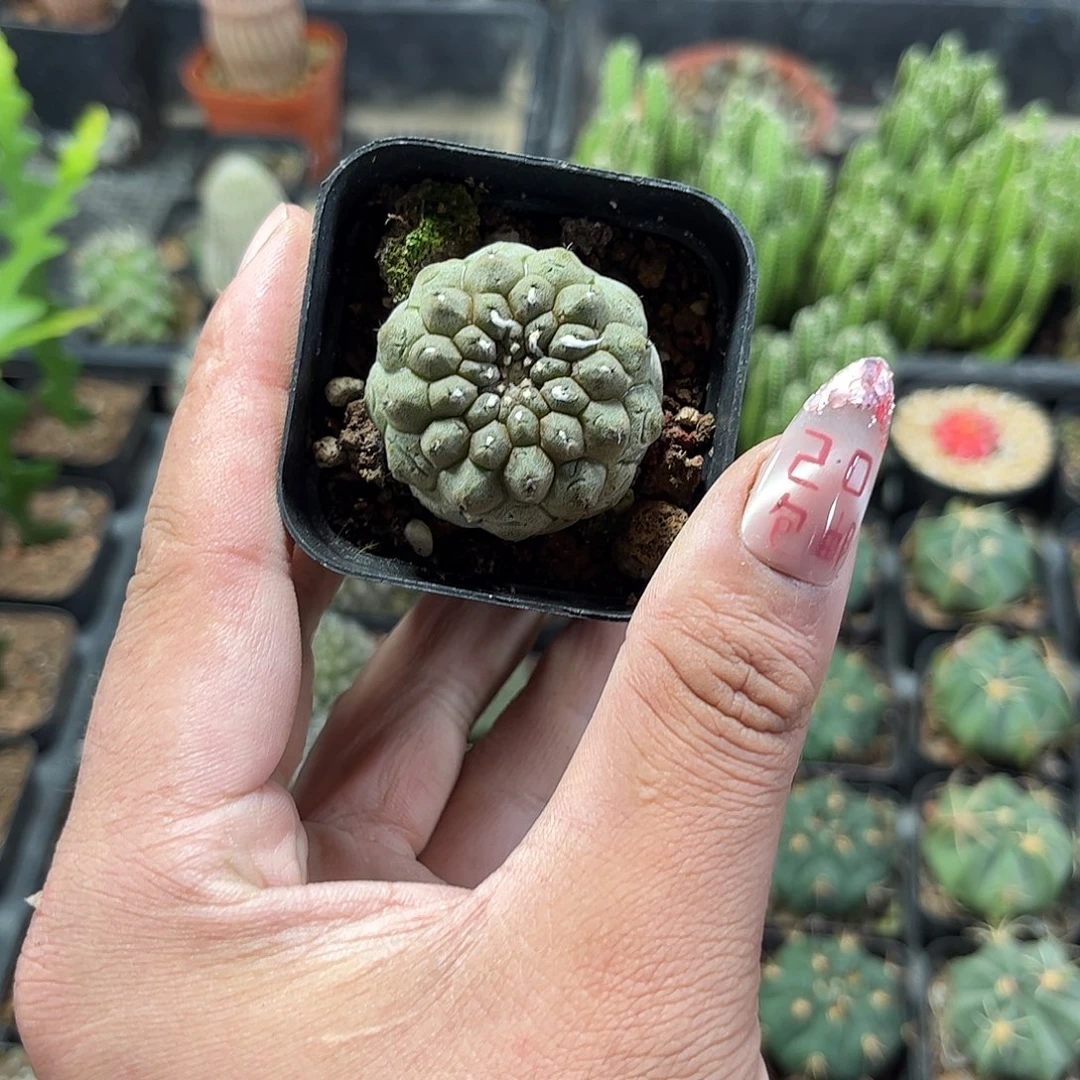 蜥蜴皮单头发货单头