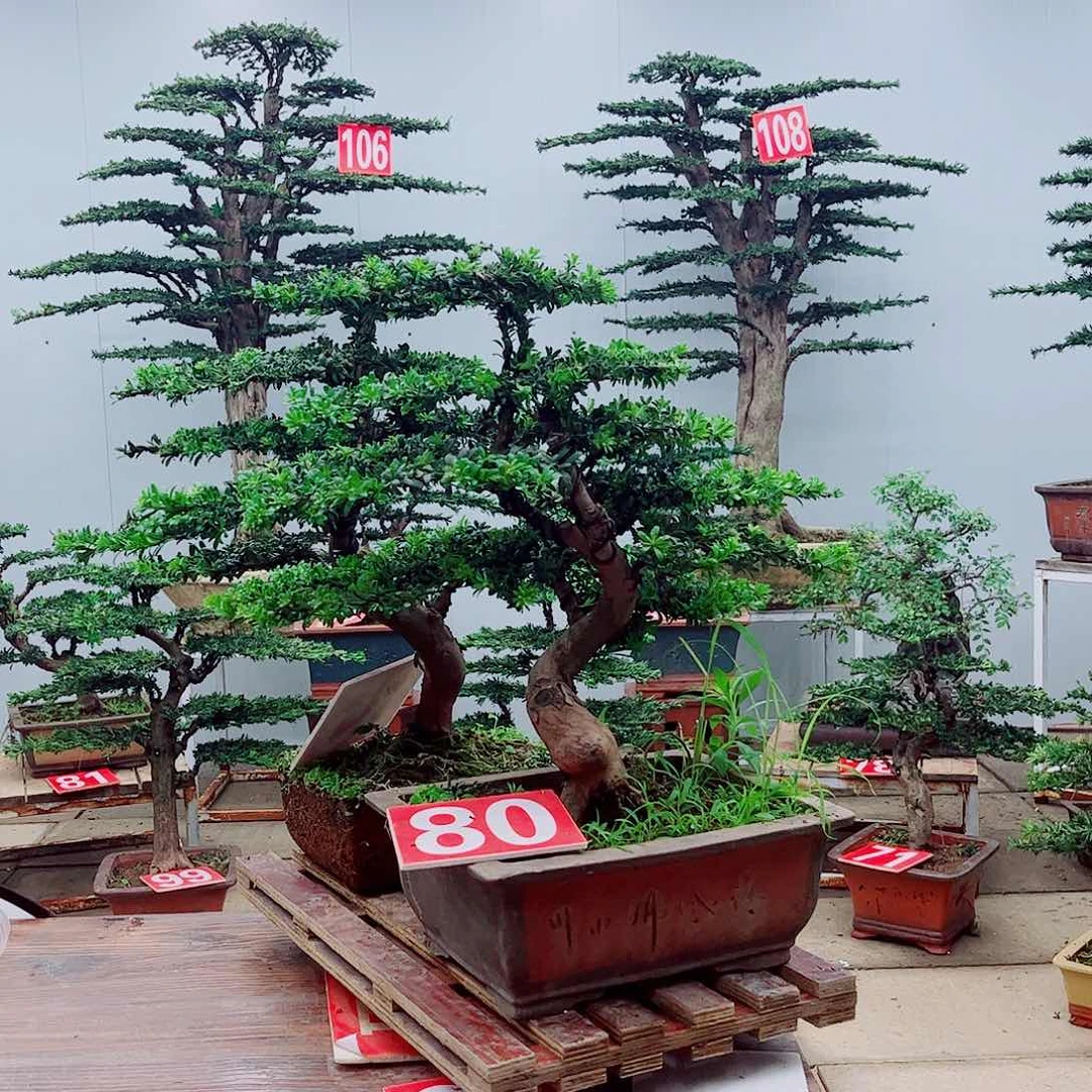 全部花朵罗汉松盆景，一物一拍