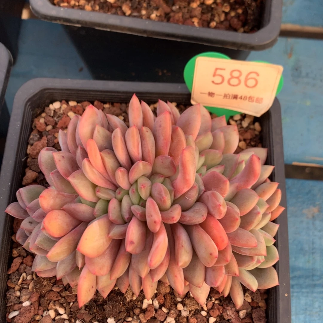 爱丽儿朵朵缀一物一拍586