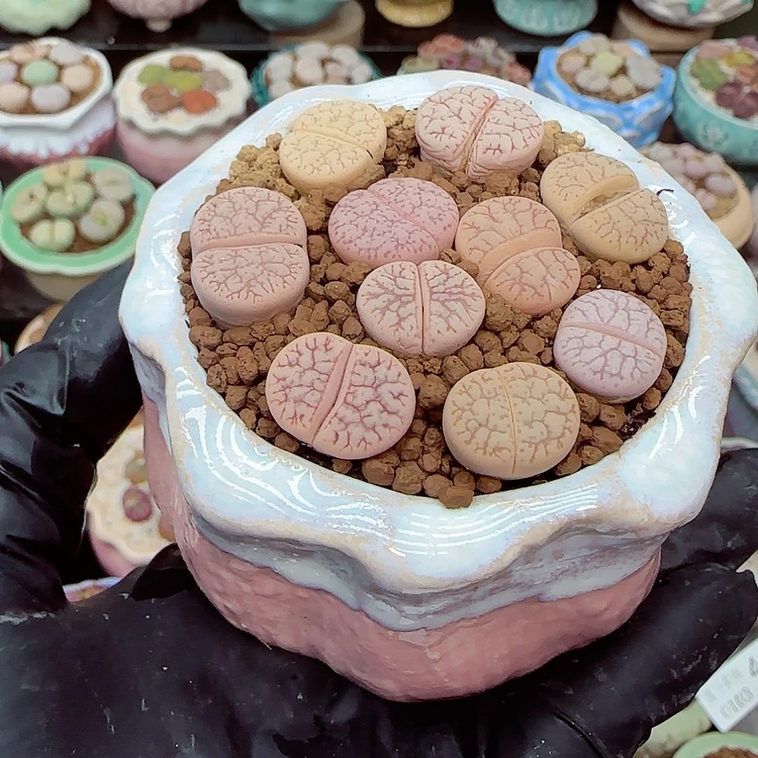 生石花满18包邮0103-75