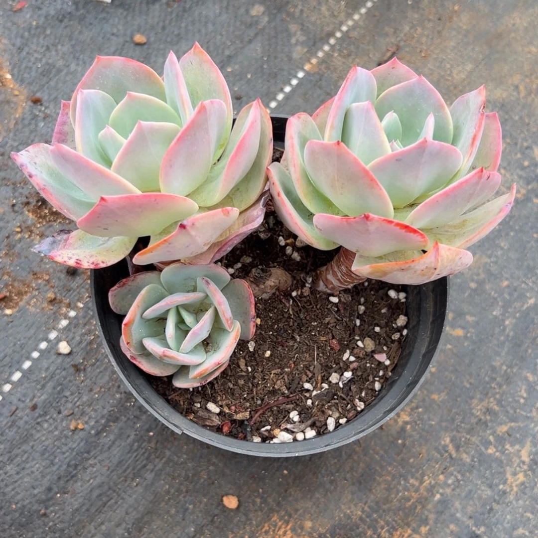 丹*姐多肉植物群生血凤
