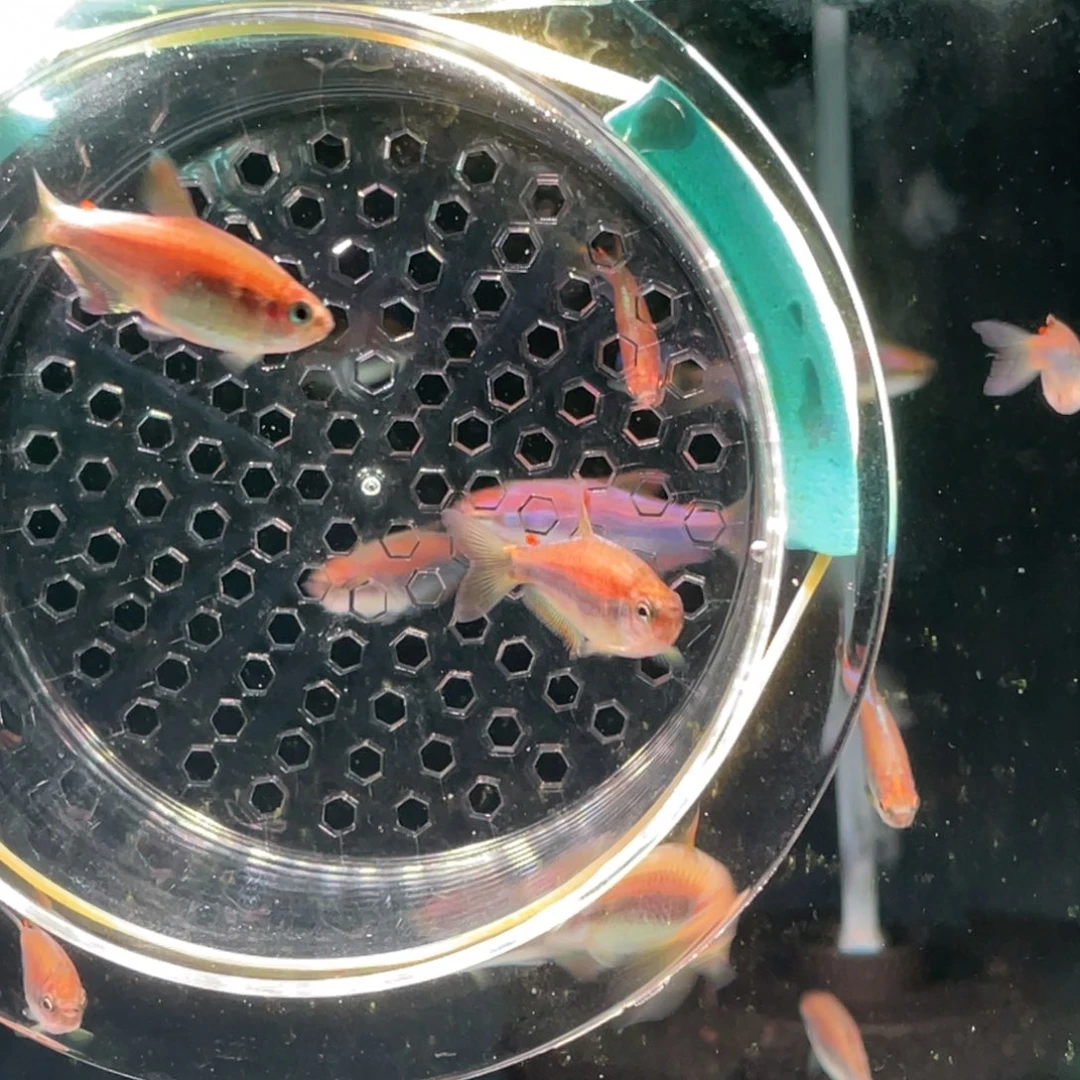 灯科鱼幻彩蓝魔1加极光1