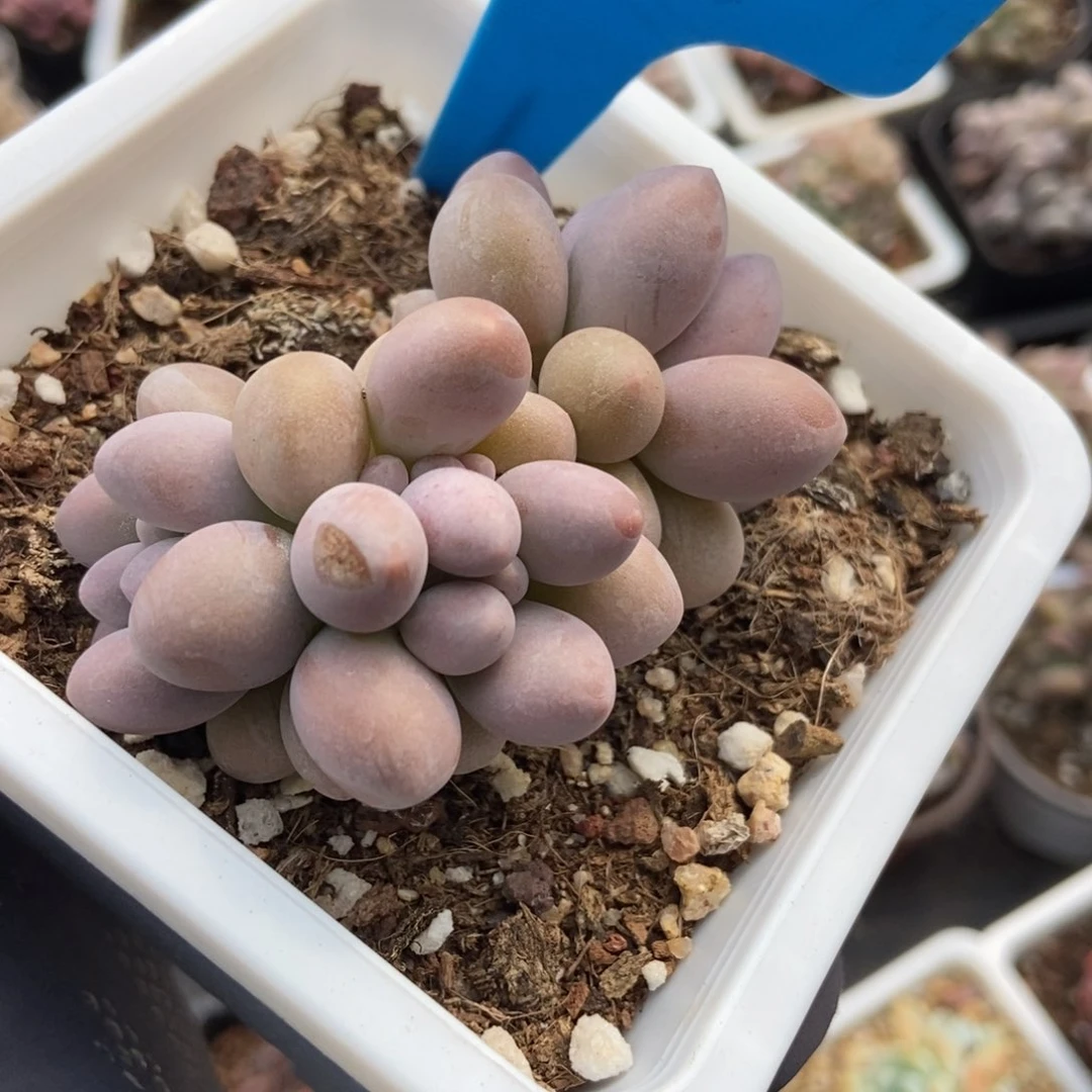 887粉色恋unsourced多肉