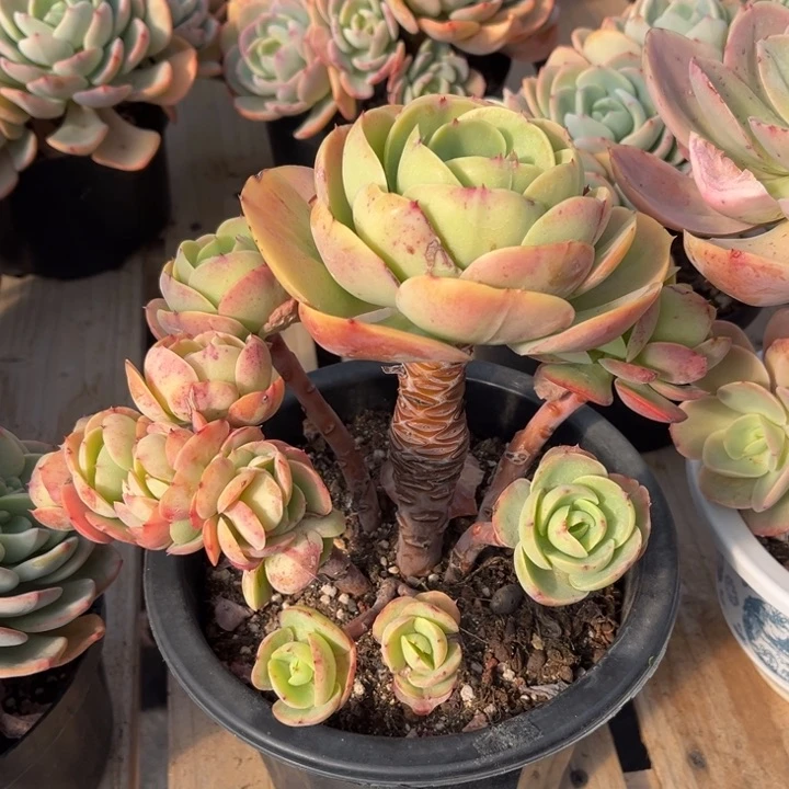 鸡蛋碧桃带缀885