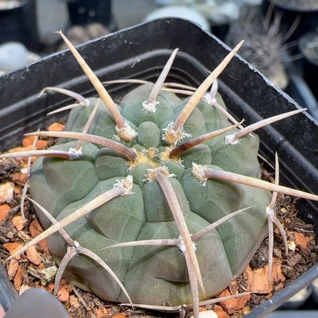 05实生春秋之壶多肉4.1