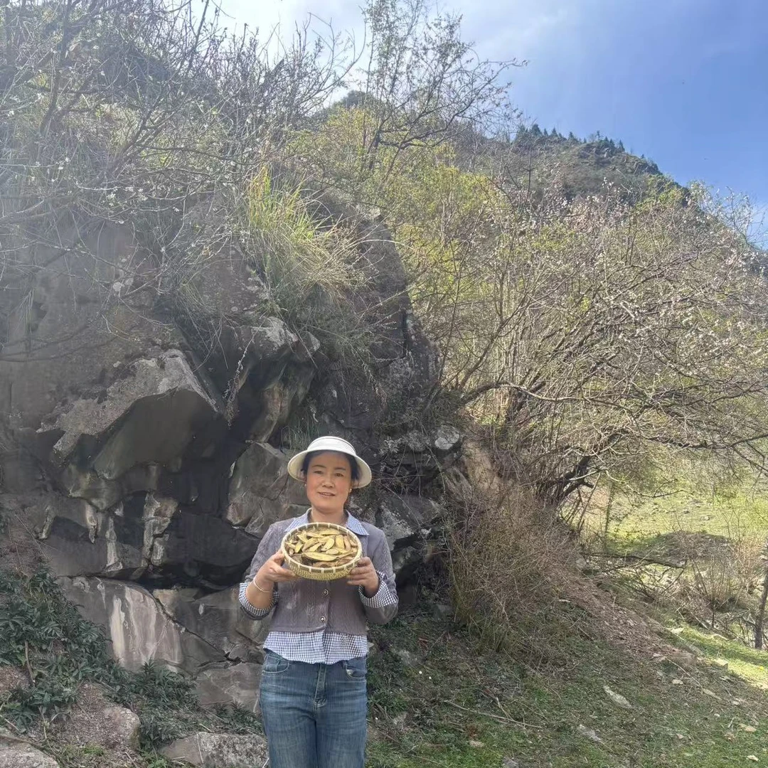 甘草野外生长精品