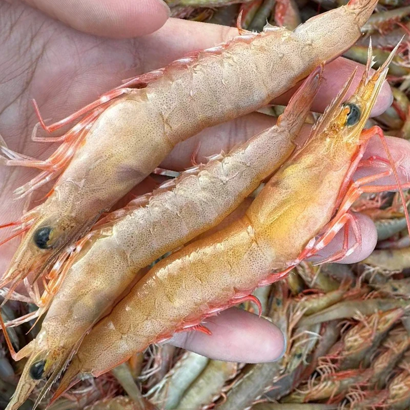 海捕麻虾野生 新鲜沙虾卢虾1斤1盒