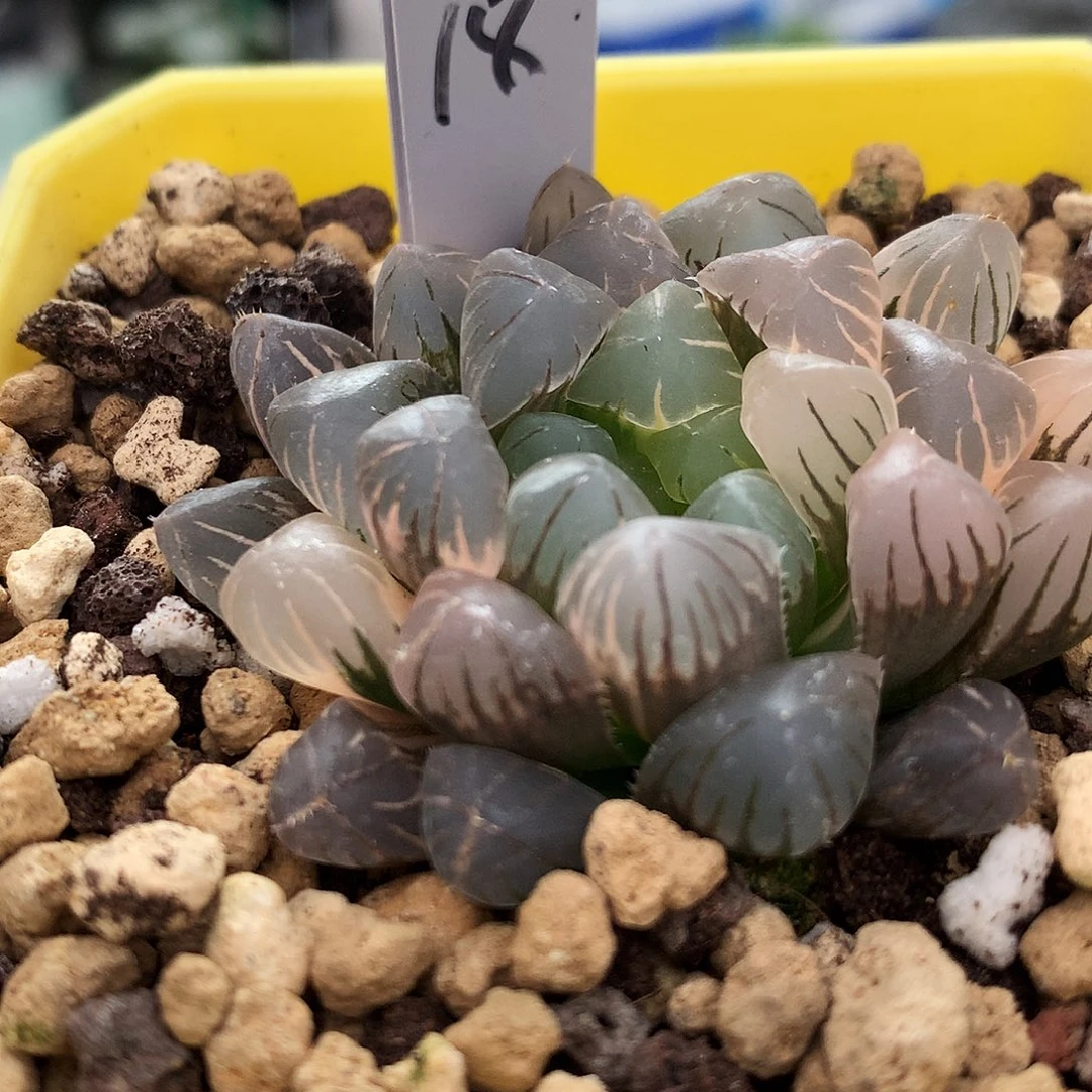 冰灯玉露锦，18号，一物一拍