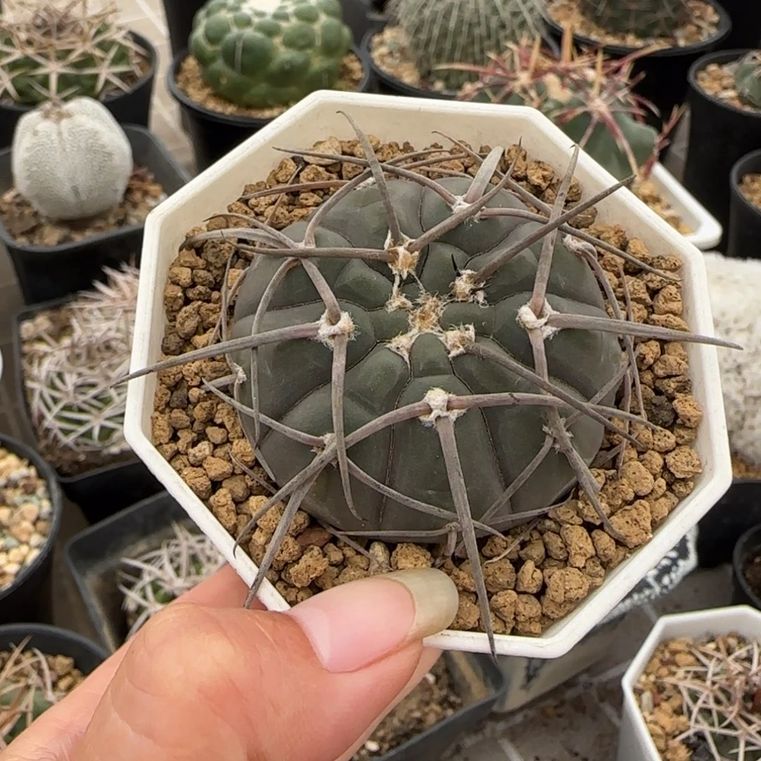 020实生渡边光琳多肉