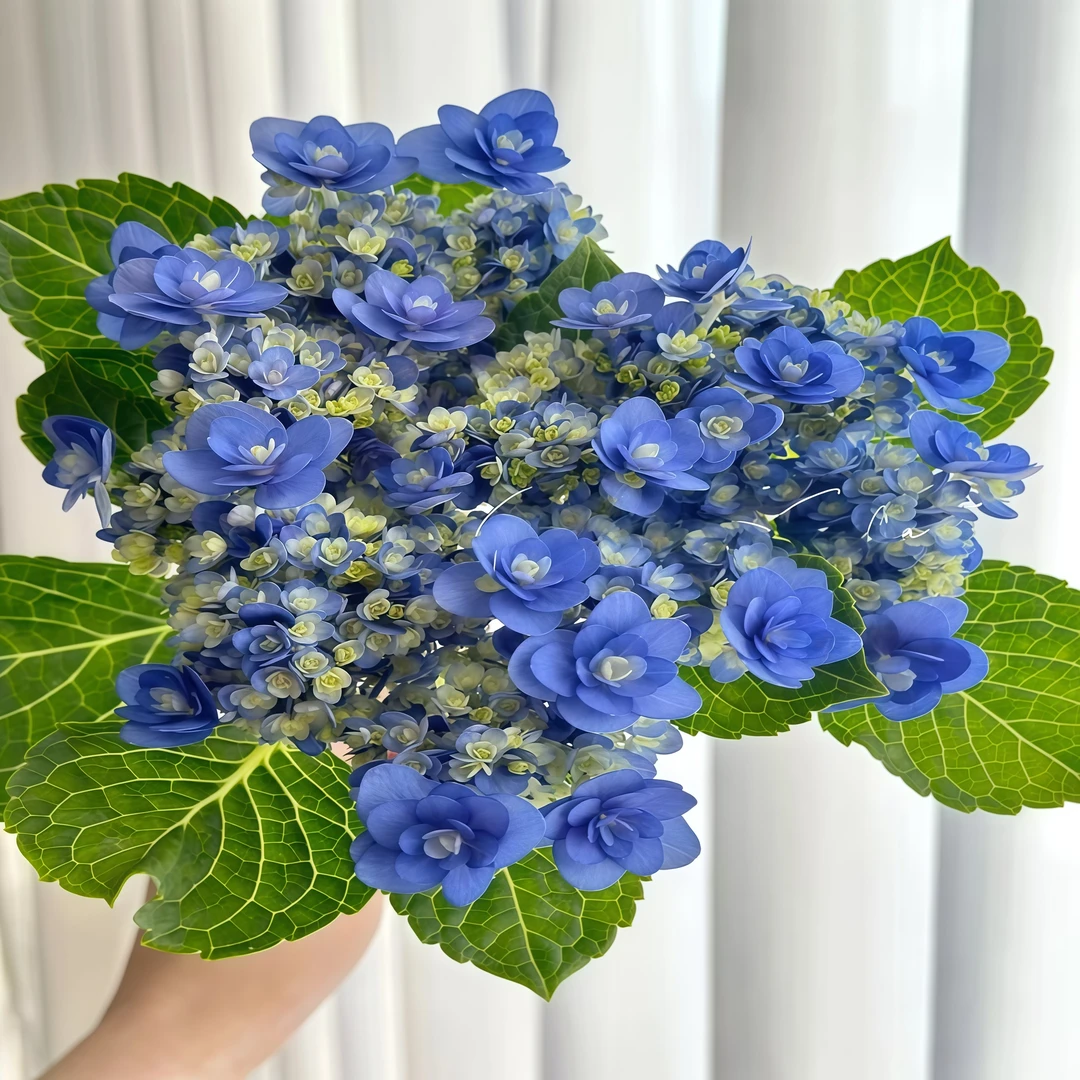 【卑弥呼】特价瑕疵小苗