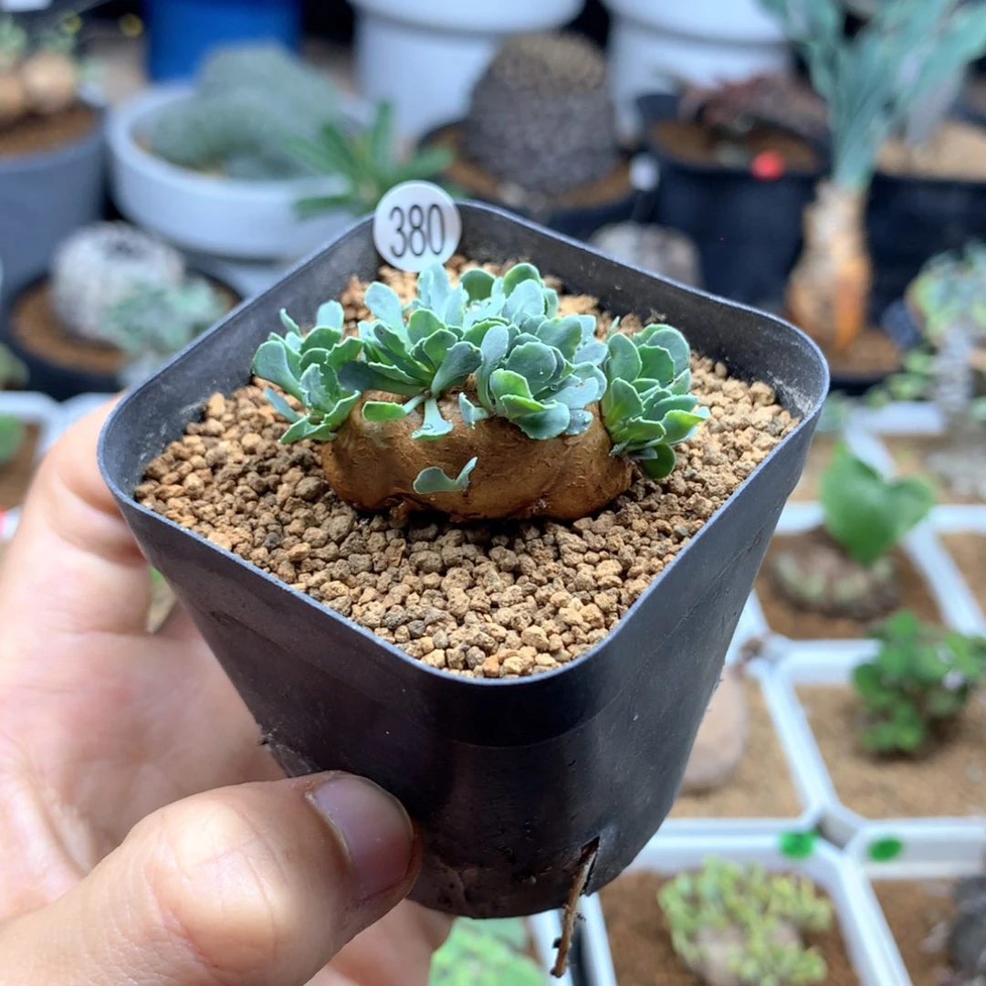 格加厚敦菊母本带盆发货