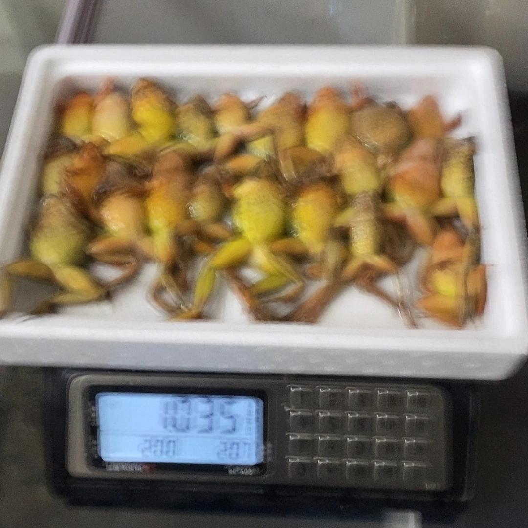 中国大陆新鲜速冻母蛙，22只2斤
