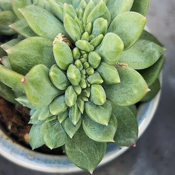 1颗美人系列多肉植物