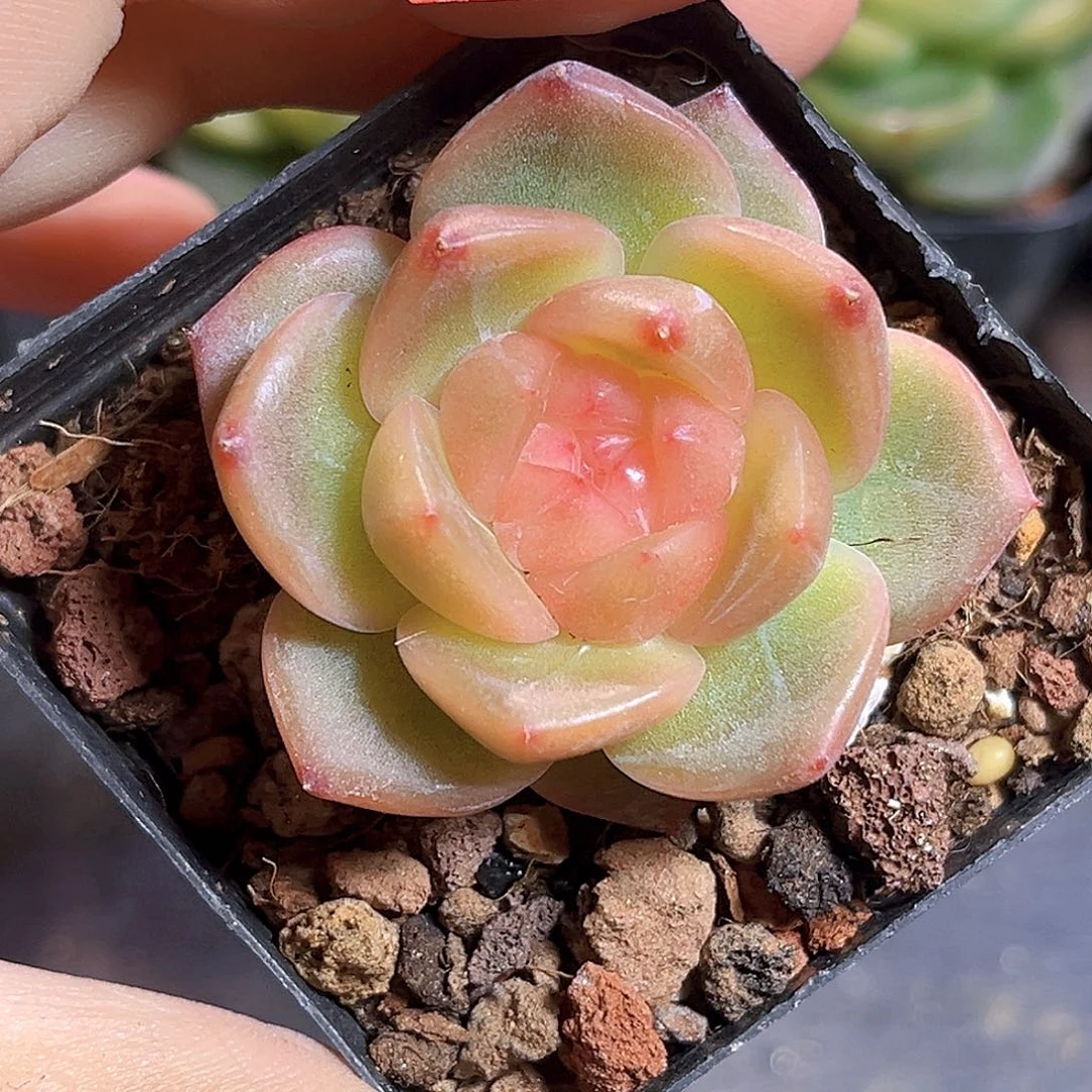 K615 月夕   满18包邮