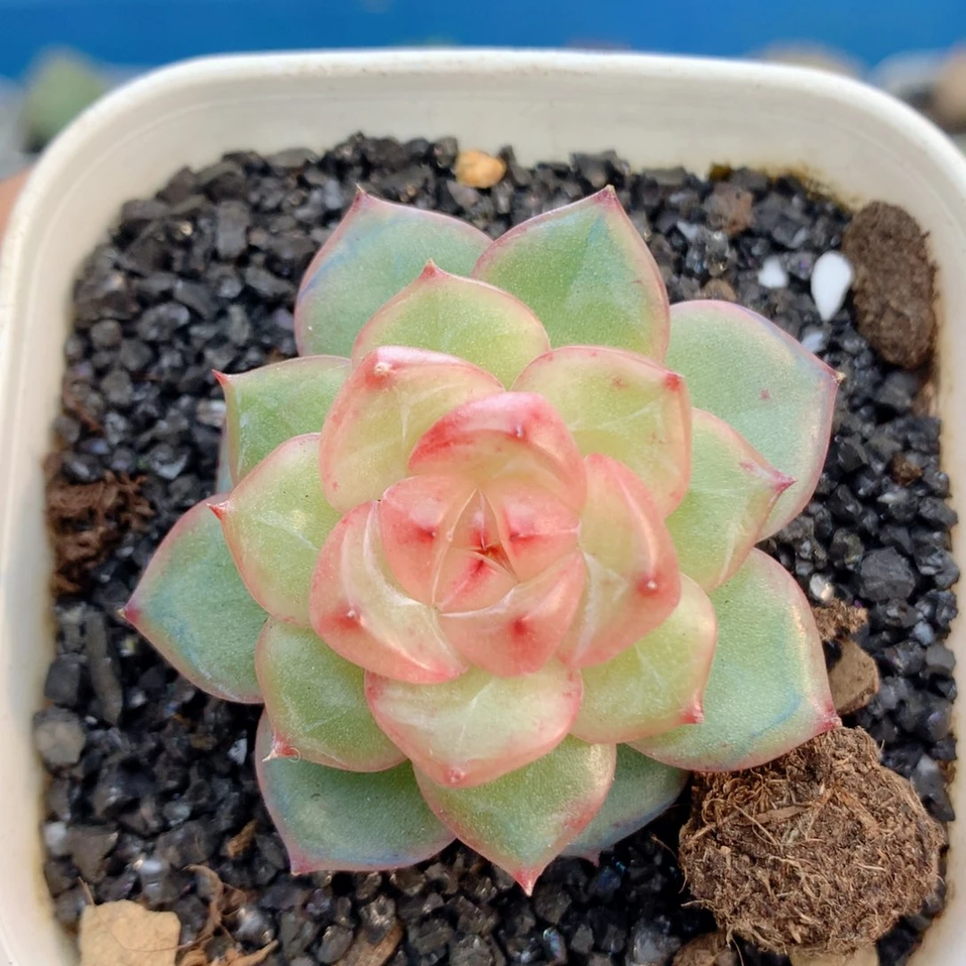 58包邮 群生不包整22